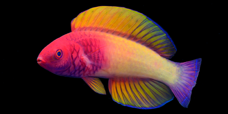 This rainbow reef fish is just as magical as it looks