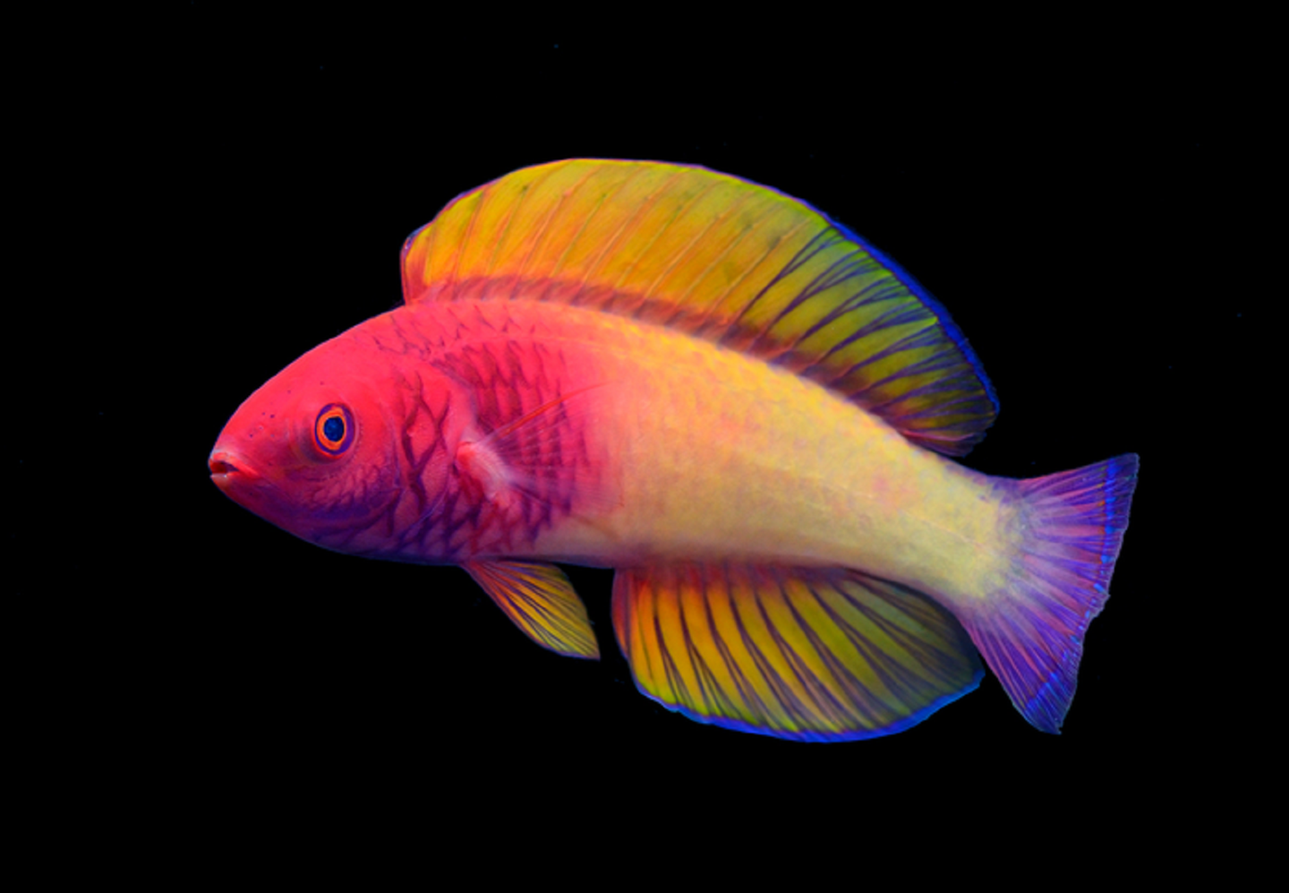 Small brilliant colored reef fish with a pink face, yellow fins, and purple tail on a black background