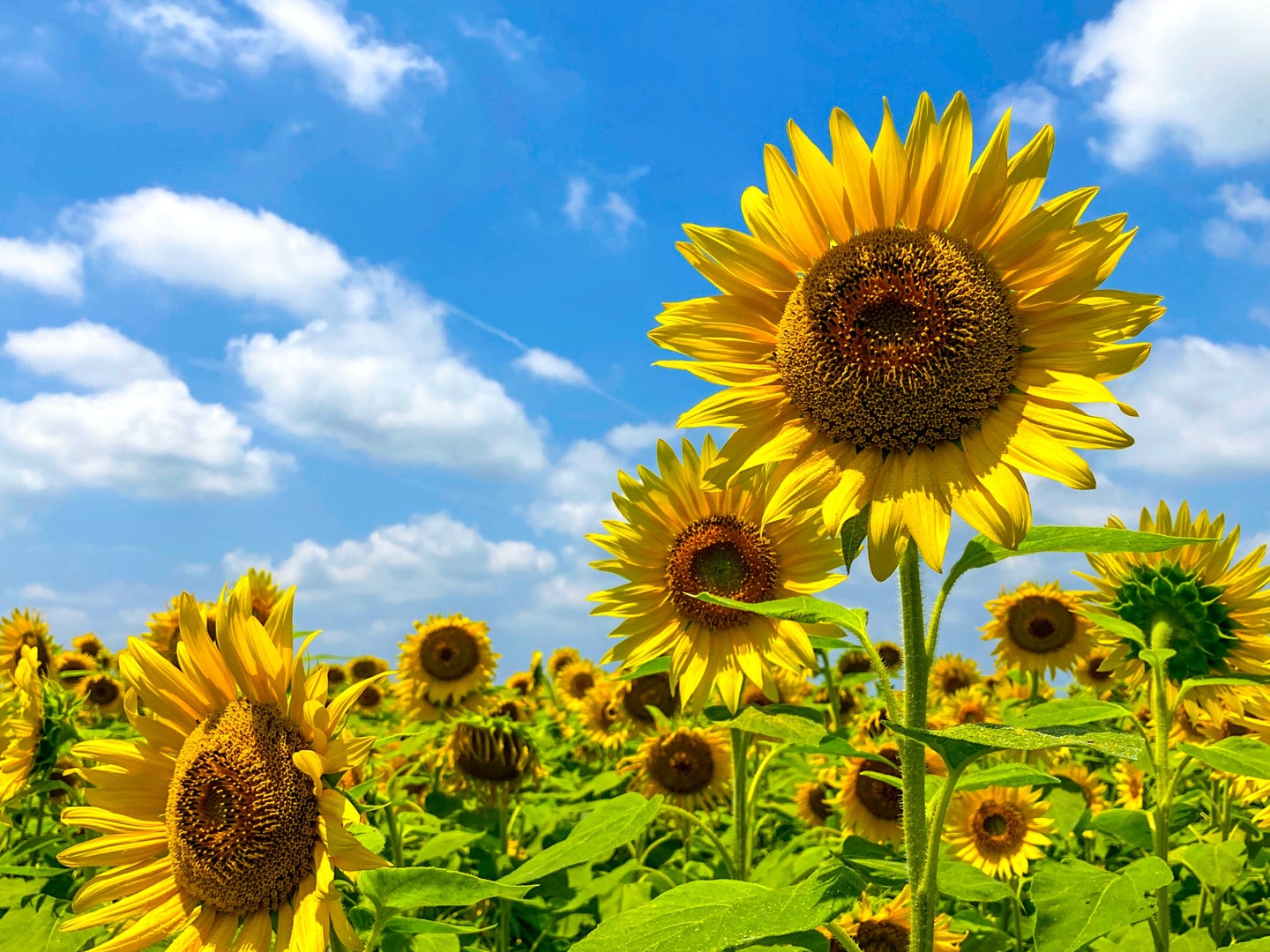 A field of yellow sunflowers under a bright blue sky with some white clouds.