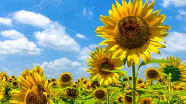 A field of yellow sunflowers under a bright blue sky with some white clouds.
