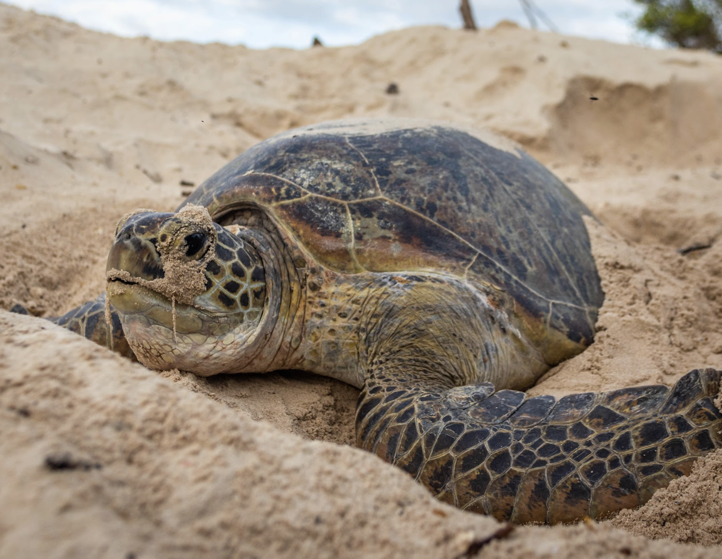 Endangered green turtles are bouncing back in the Seychelles