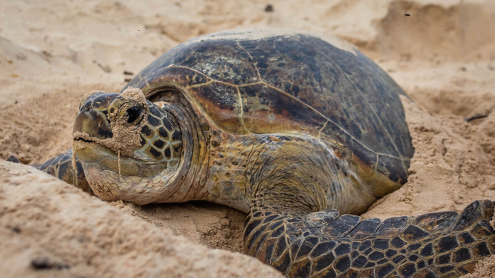 Endangered green turtles are bouncing back in the Seychelles