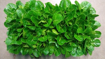 Transgenic Romaine lettuce