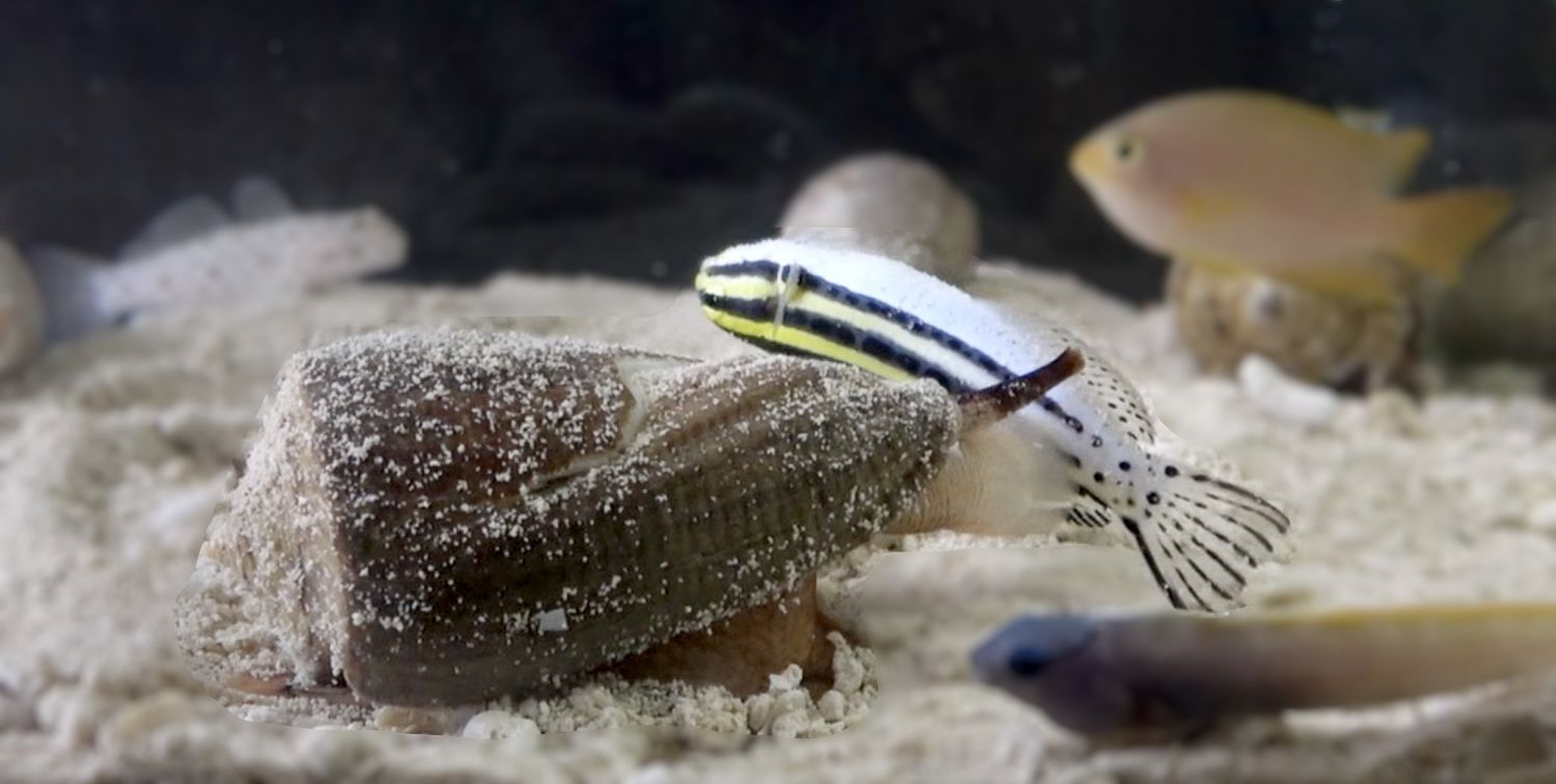 Cone snail species has venom with pain relief effects