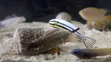 This cone snail’s deadly venom could hold the key to better pain meds