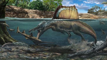 Spinosaurus bones hint that the spiny dinosaurs enjoyed water sports