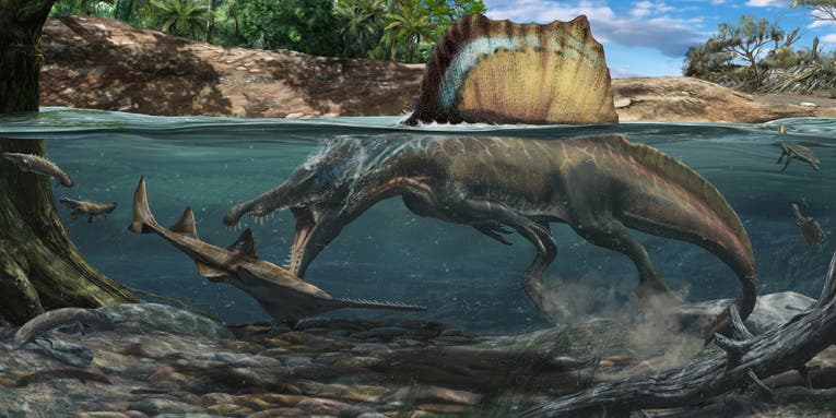 Spinosaurus bones hint that the spiny dinosaurs enjoyed water sports