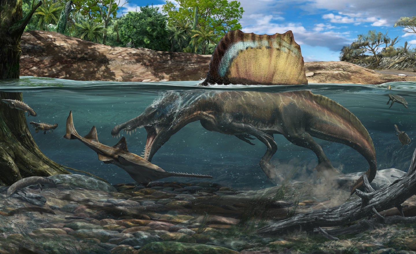 These spiny backed Cretaceous beasts may have been quite decent swimmers. 