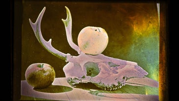 A Lippmann photograph of a deer skull.