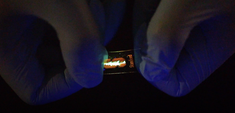Stanford engineers made a tiny LED display that stretches like a rubber band