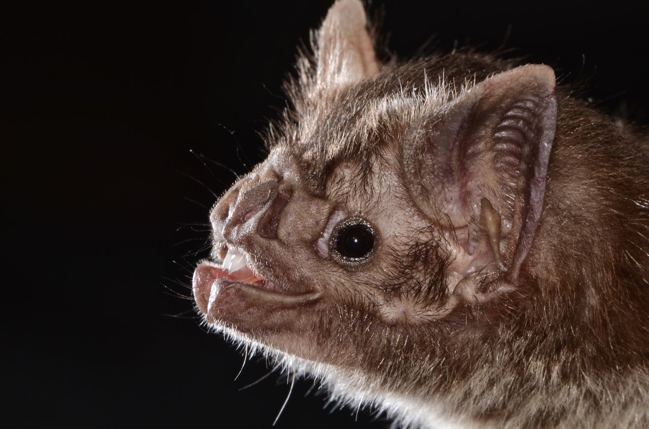 a close up profile of a vampire bat