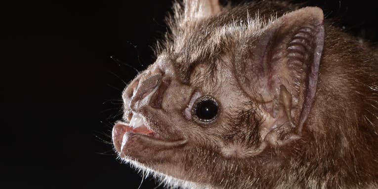 How vampire bats evolved to get the most out of their bloody diets
