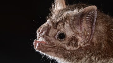 a close up profile of a vampire bat