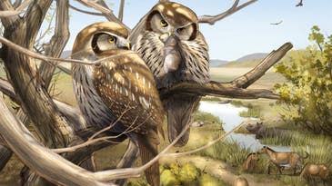 Meet the ancient owl that embraced daylight