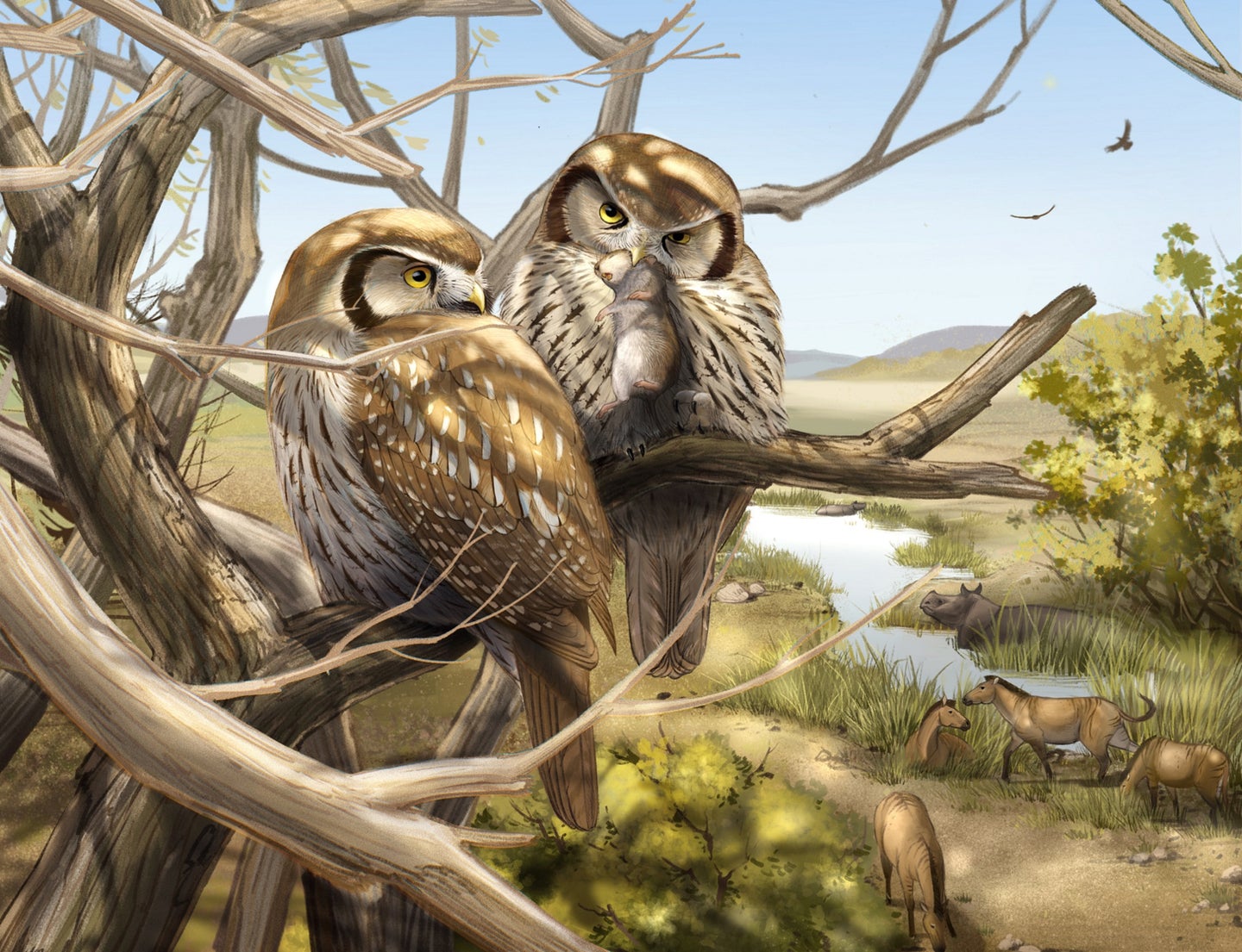 Two mid-sized brown owls sitting on a branch in daylight with horses, rhinos, and soaring birds in the background in an illustration