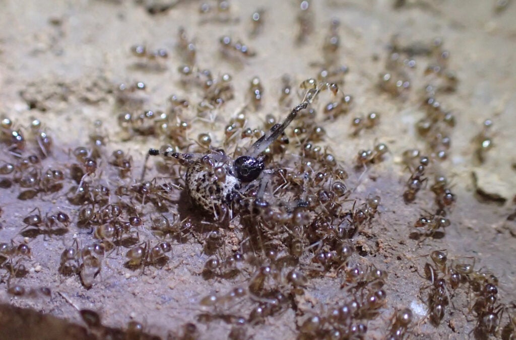 a spider lying on its back on dirt, surrounded by ants.