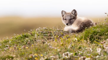 Young Arctic fox (Vulpes lagopus) surrounded by tundra plants.