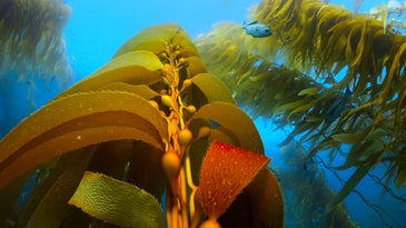 Seaweed growing underwater