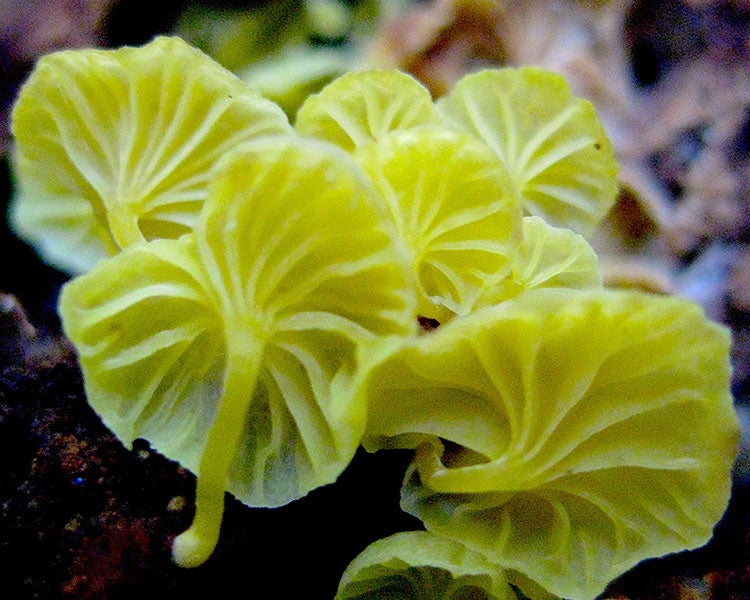 a yellow fungus with lots of gills