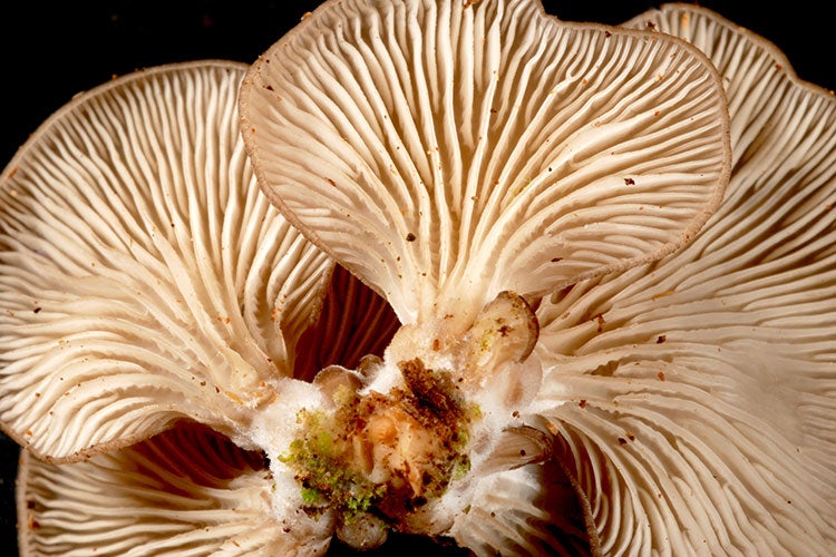 the underside of a brown mushroom showing lots of ridges
