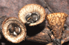 a cone shaped fungi with little brown coin shaped structures inside
