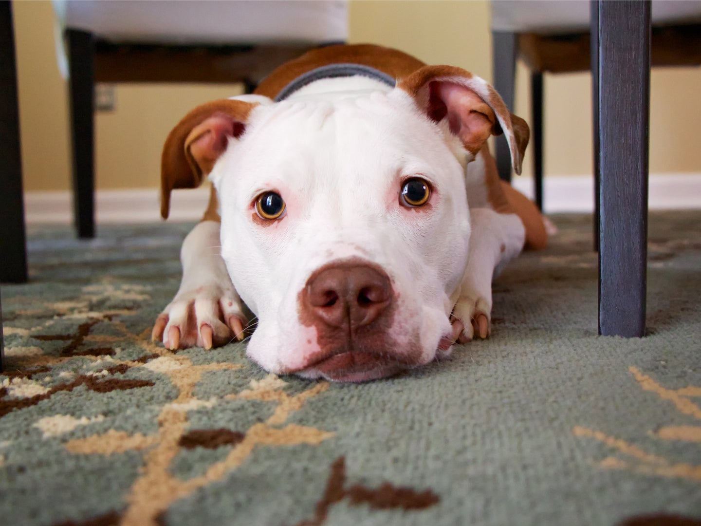 A brown-and-white dog laying on a blue-green carpet under a wooden table.