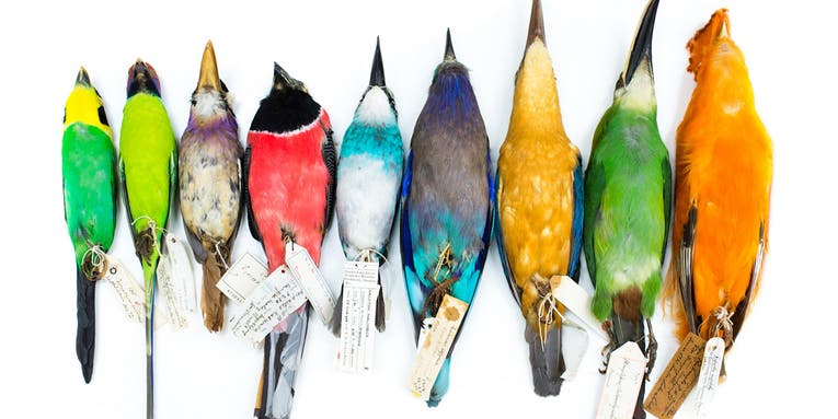Songbirds near the equator really are hotter, color-wise