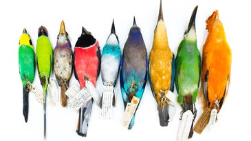 Eight brightly colored birds from a museum specimens collection laid out on their backs on white