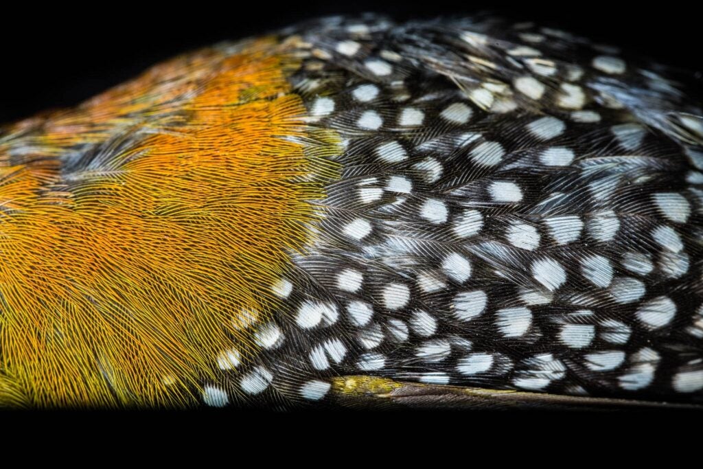 Yellow and speckled black and white feathers on a tropical bird specimen on a black background
