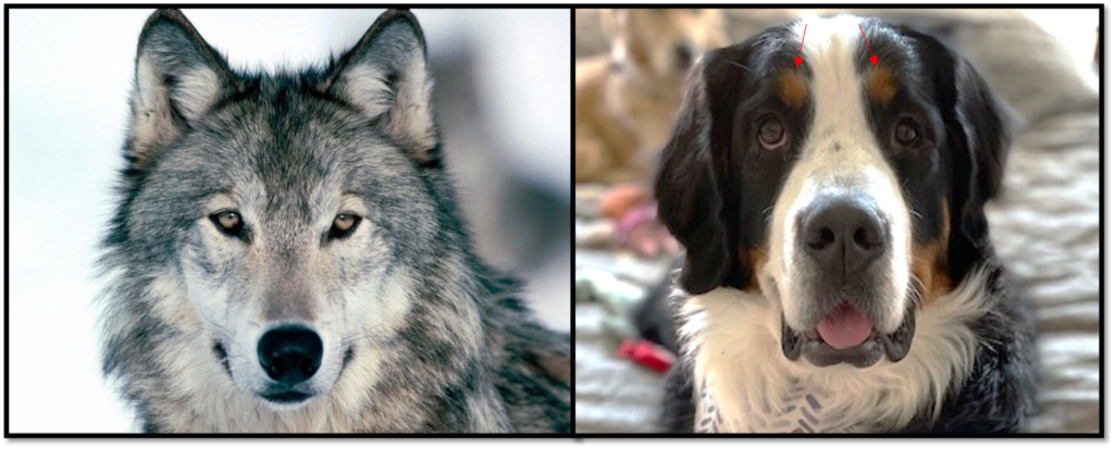 two image side by side, one of a wolf and another of a Bernese Mountain dog