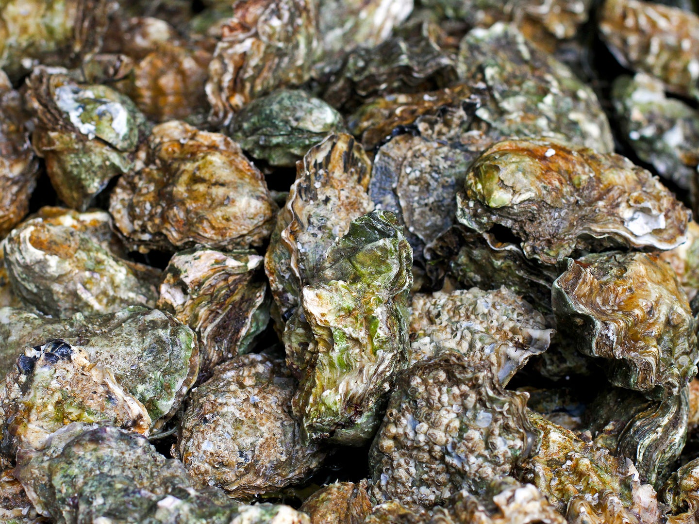 Empty oyster shells