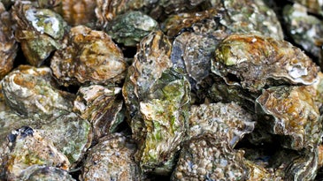 South Carolina is recycling empty shells to revive wild oyster beds
