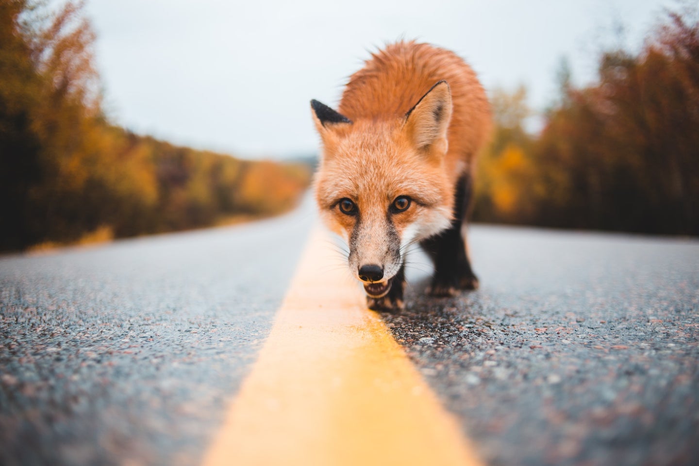 A fox on a street--it's not the rabid one.