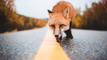 A fox on a street--it's not the rabid one.