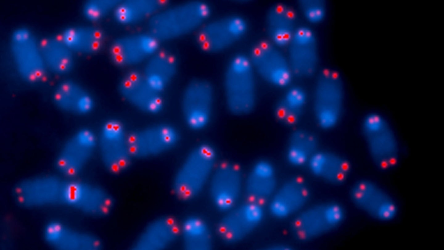 Blue oblong shapes marked with red dots against a background.