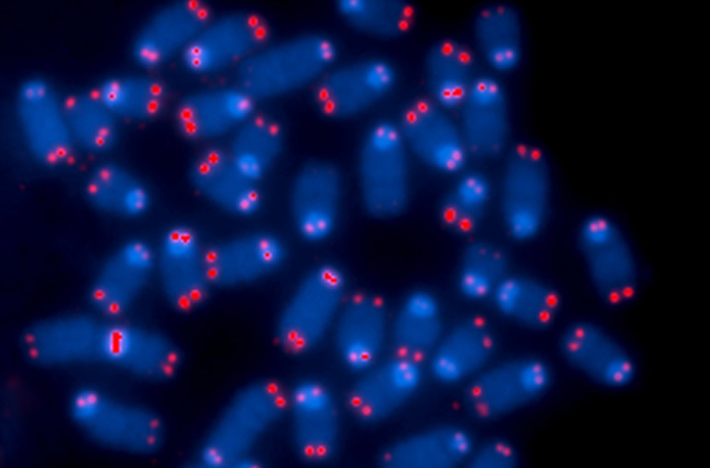 Blue oblong shapes marked with red dots against a background.