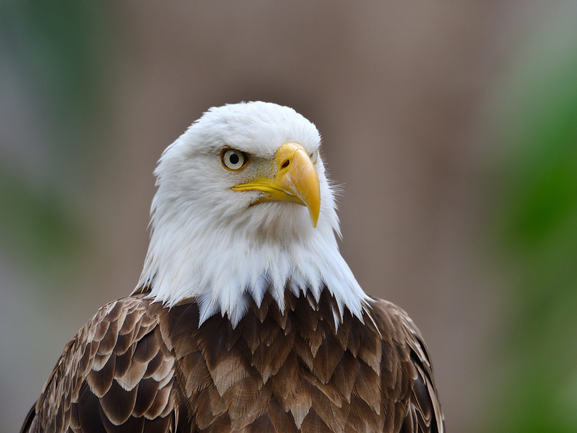 Why a wind power company pled guilty to killing 100 protected eagles thumbnail