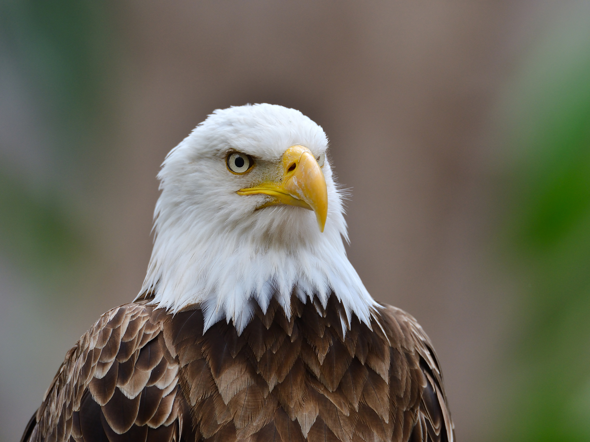 Why a wind power company pled guilty to killing 100 protected eagles
