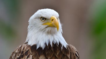 Why a wind power company pled guilty to killing 100 protected eagles