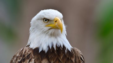 A close-up photo of a bald eagle.
