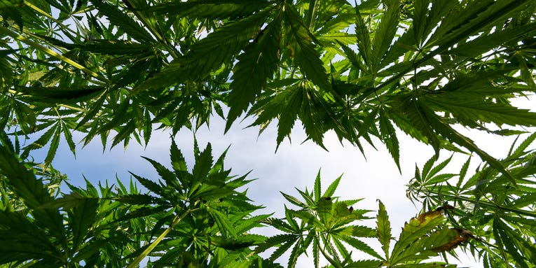 An ecologist explains why cannabis farms are so hard to study