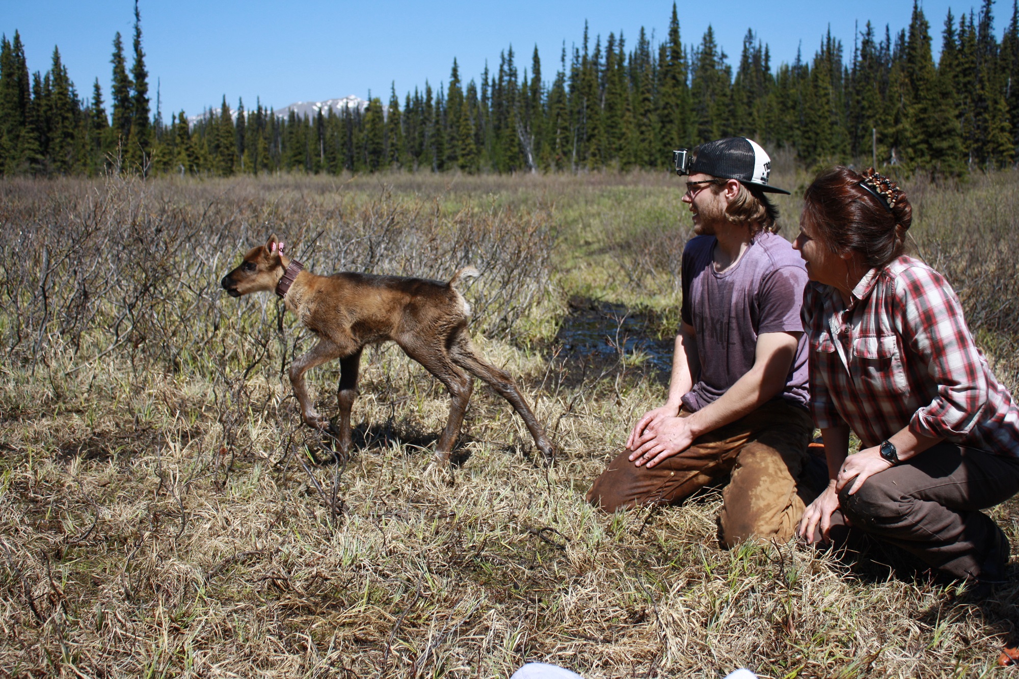 One historic caribou herd is thriving under First Nations’ care
