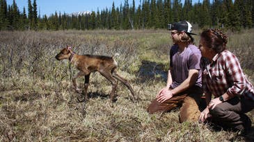 One historic caribou herd is thriving under First Nations’ care