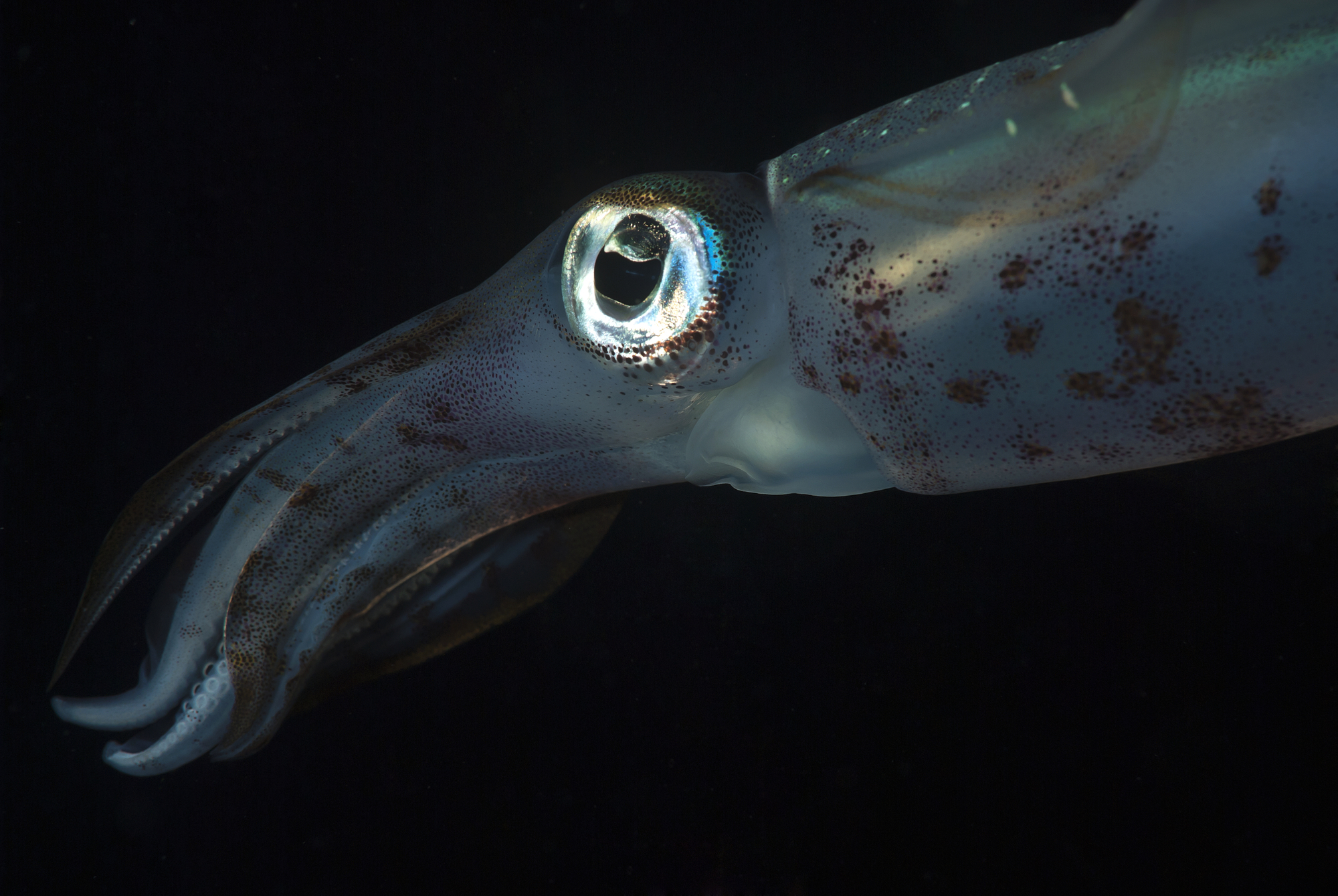 Bigfin reef squid with semitransparent skin in the ocean