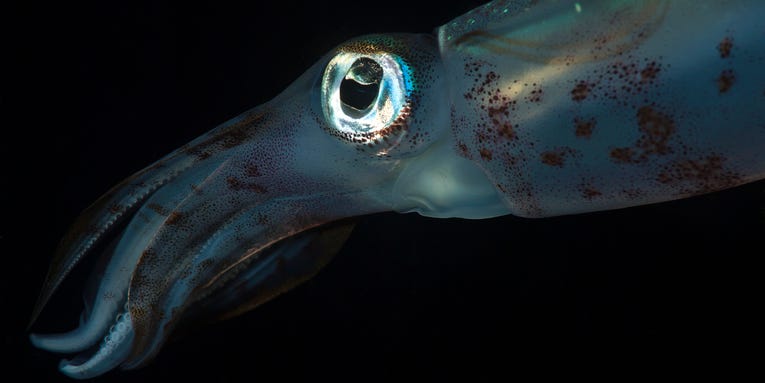 This glittery squid can change color in an instant