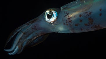 Bigfin reef squid with semitransparent skin in the ocean