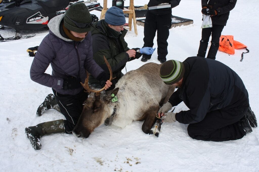 Wildlife biologists on snow mobiles take data from a tranquilized caribou in snowy British Columbia