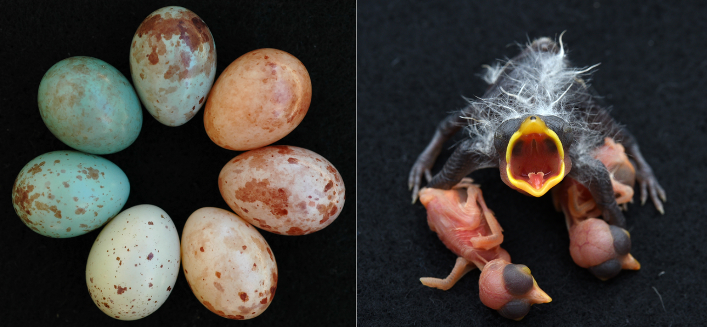 On the left, multicolor eggs form a circle. On the right, a cuckoo finch is with two host chicks.