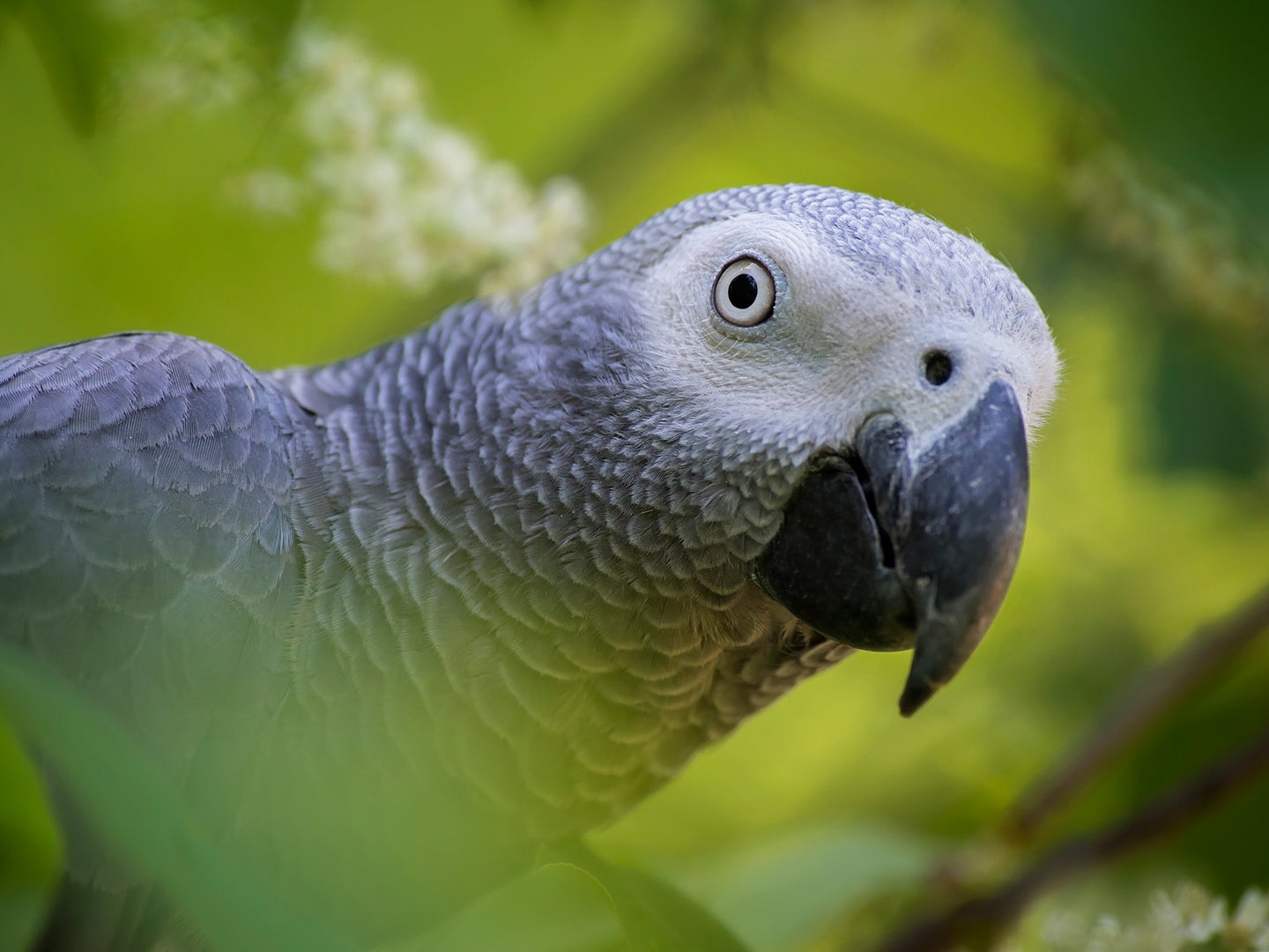 African grey parrot.