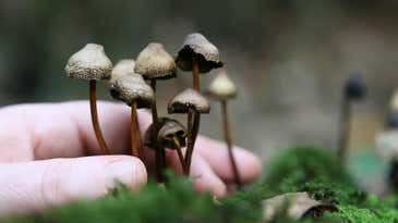 We may finally know how magic mushrooms help fight depression